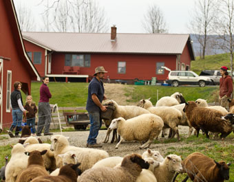 farmer with sheep in Vermont