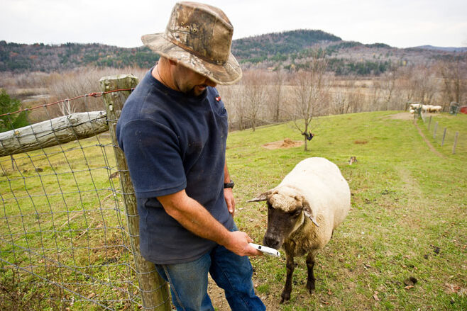 iPhone-Sheep iPhone-Sheep