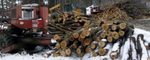 Logging in Vermont