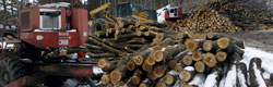 logging-in-vermont-newsletter