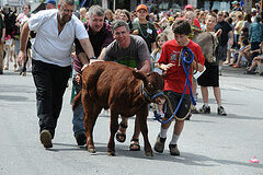 Strolling of the Heifers