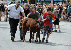 Strolling of the Heifers Strolling of the Heifers